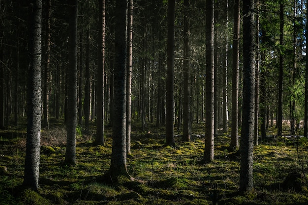 Free Photo | Beautiful shot of a forest with tall green trees with the ...