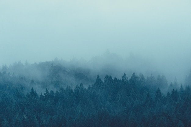 Free Photo Beautiful Shot Of A Misty And Foggy Mysterious Forest