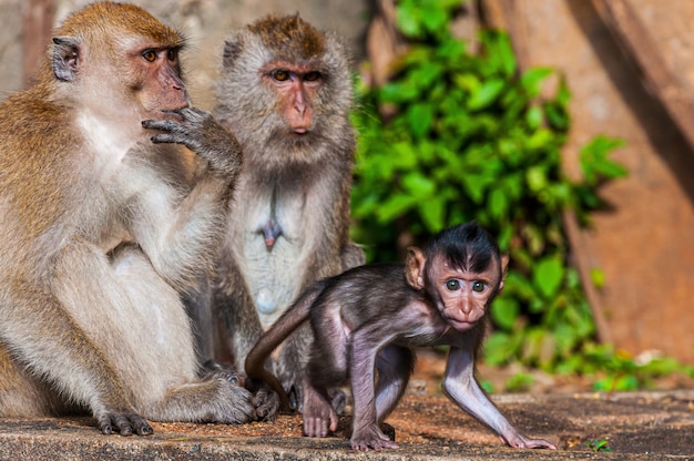 母 父 赤ちゃん猿と猿の家族の美しいショット 無料の写真