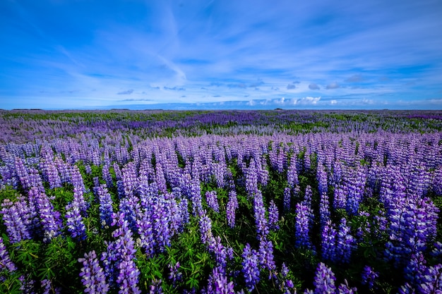 青空の下で紫の花畑の美しいショット 無料の写真