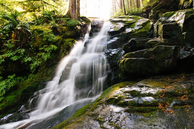 苔むした岩や森の植物に囲まれた滝の美しいショット 無料の写真