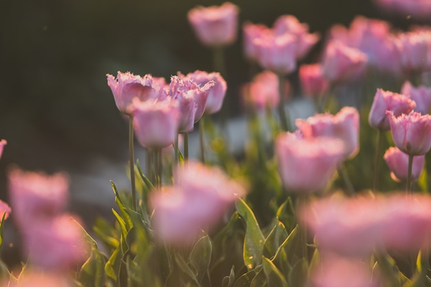ピンクのチューリップ畑の美しいショット 自然な壁紙や壁に最適 無料の写真