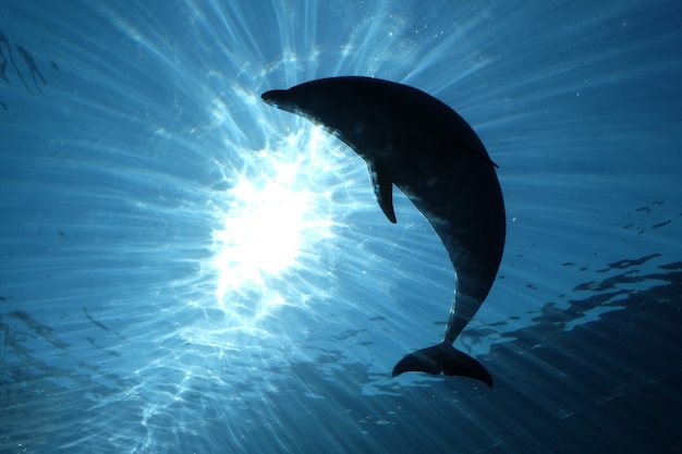 水中のイルカのシルエットの美しいショット 無料の写真