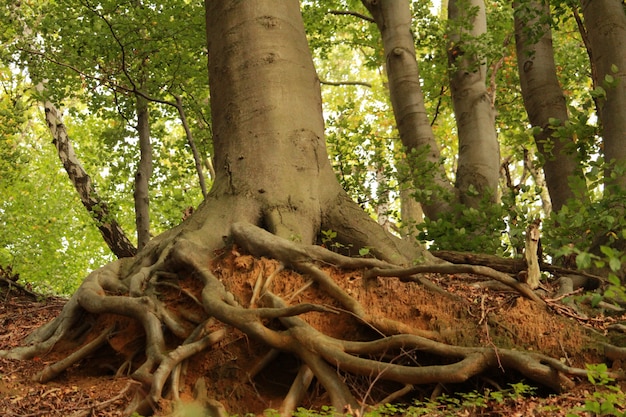 晴れた日の森の中の太い幹を持つ古い木の根の美しいショット 無料の写真