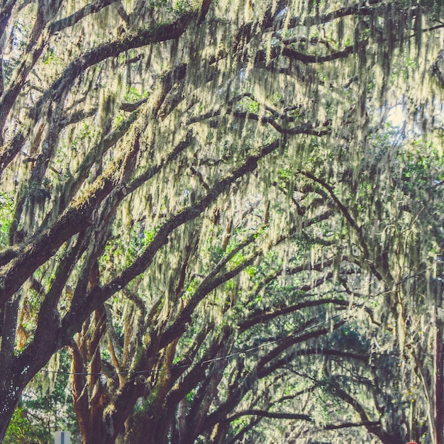 公園のしだれ柳の木の美しいショット 無料の写真