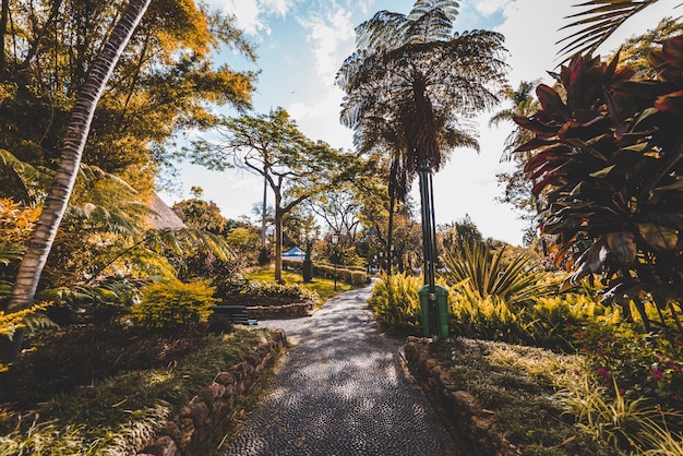 Free Photo | Beautiful shot of a pathway in the middle of trees and ...