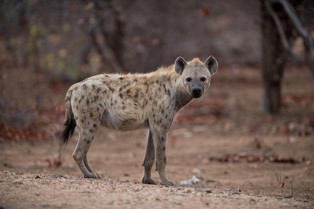 Free Photo Beautiful Shot Of A Spotted Hyena Standing On The Ground