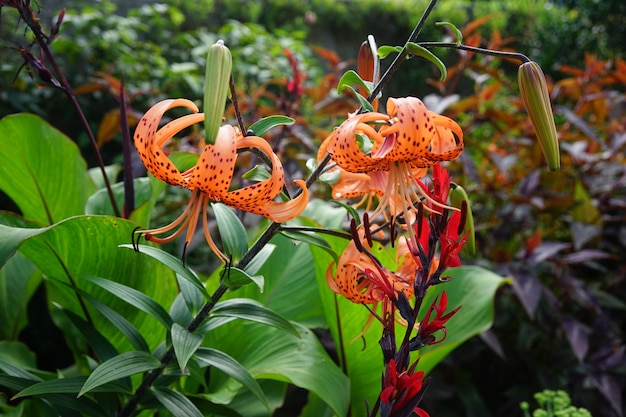 free-photo-beautiful-shot-of-tiger-lilies-in-the-forest-surrounded-by