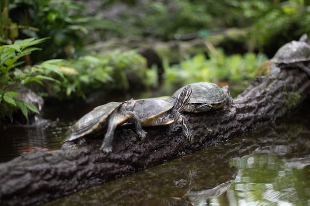 Free Photo | Beautiful shot of turtles on a tree branch over the water