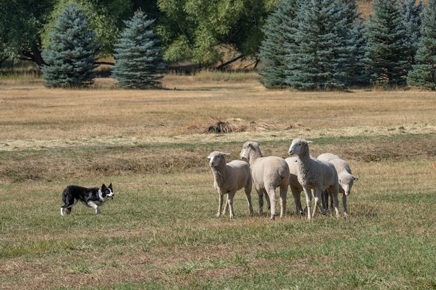 Beautiful shot of white sheep playing with a dog in the grass field Free Photo