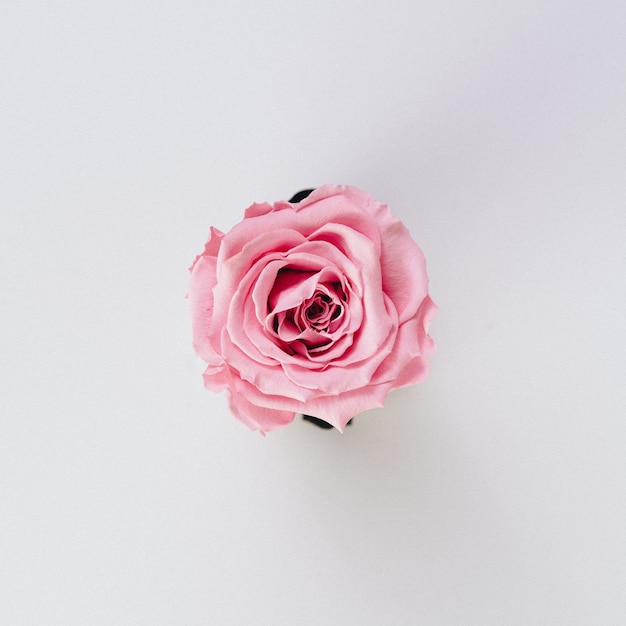 ピンクのバラ 写真 31 000 高画質の無料ストックフォト