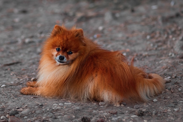 Premium Photo | Beautiful small dog red german spitz lies on the street ...