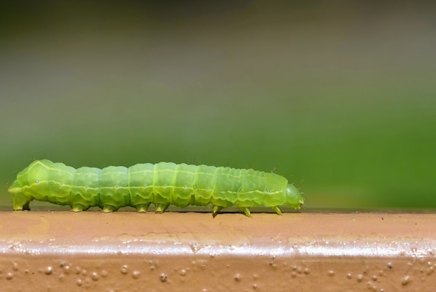Beautiful small green caterpillar. macro shot of insects. Free Photo