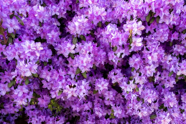 美しい小さな紫色の花 無料の写真