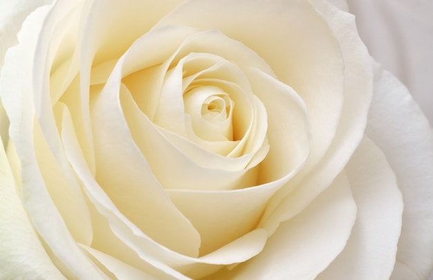 Premium Photo | Beautiful soft fresh white rose