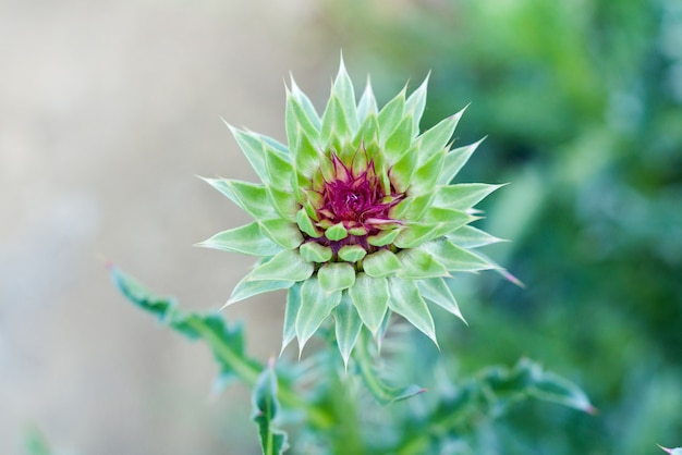 美しいとげのあるミルクシスルの花 薬用植物 マリアアザミ プレミアム写真