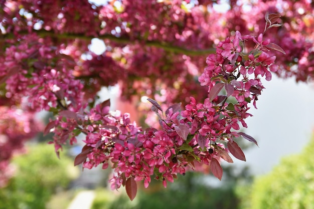 美しい春の花木 無料の写真