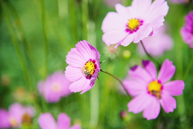 緑豊かな庭園の背景に美しい春紫コスモスの花 無料の写真