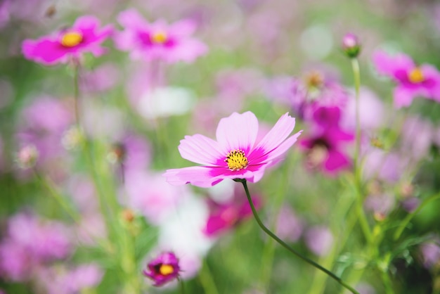 緑豊かな庭園の背景に美しい春紫コスモスの花 無料の写真