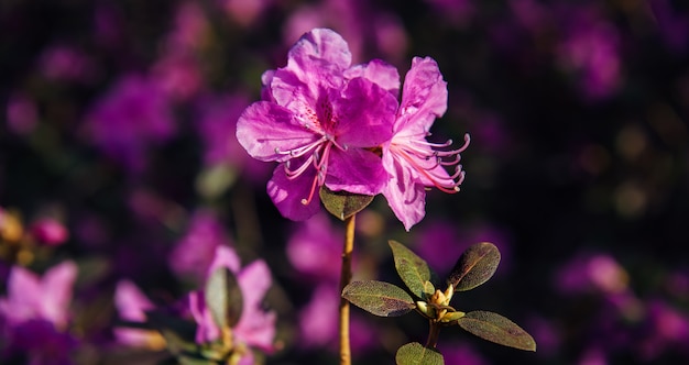 日光の下で暗いぼやけた背景に美しい春紫ピンクの花 花のマクロ プレミアム写真