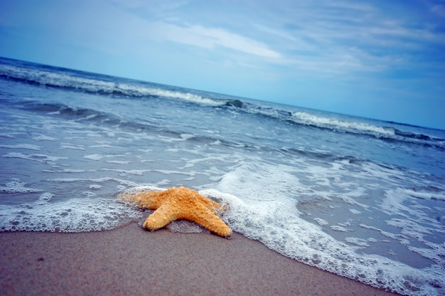 Море Звезды Фото