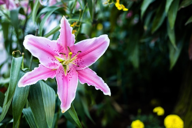 庭の花の美しいスターゲイザーピンクのユリ プレミアム写真