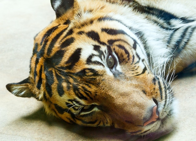 美しい強い縞模様の休息虎のクローズアップ プレミアム写真