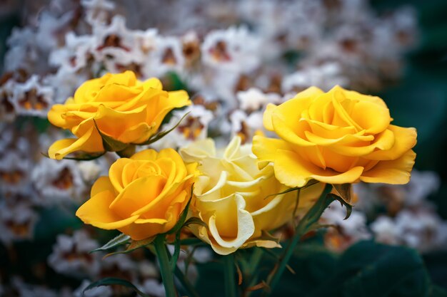 Premium Photo | Beautiful summer garden with blooming roses.