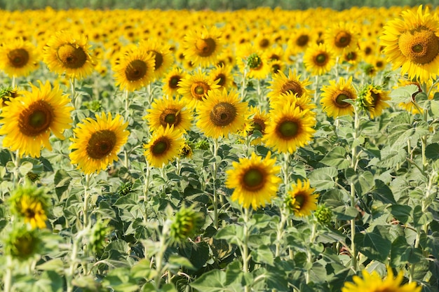 Premium Photo | Beautiful sunflowers in spring field