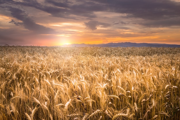 Premium Photo Beautiful Sunset Over A Wheat Field