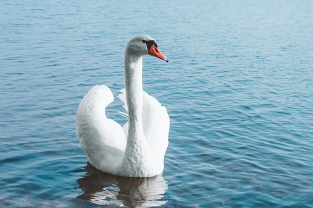 美しい白鳥が朝日を浴びて湖を泳いで渡ります 家族 愛 純粋さの象徴 プレミアム写真