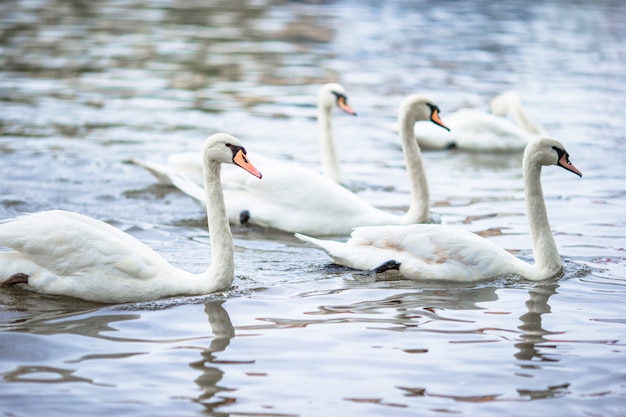 Premium Photo | Beautiful swans in prague river vltava and charles ...