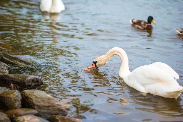 Premium Photo | Beautiful swans in prague river vltava and charles ...