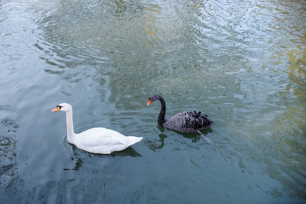 美しい白鳥が公園の池で泳ぎます 黒と白の白鳥のカップルの肖像画 プレミアム写真