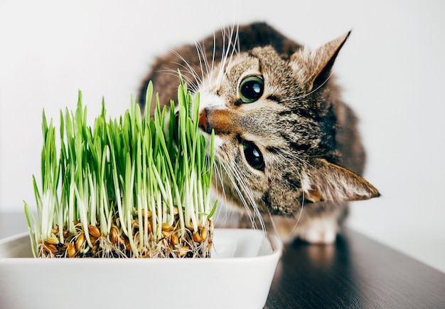 Premium Photo | Beautiful tabby cat eating grass