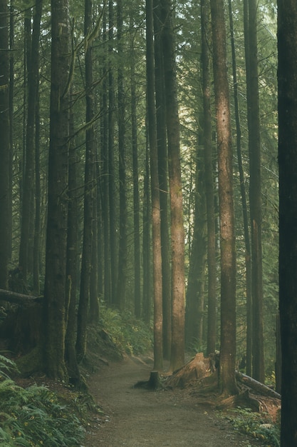 Free Photo | Beautiful tall trees in a forest