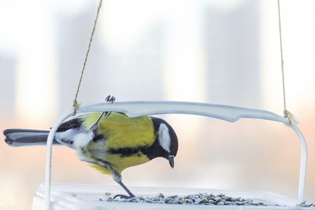 15 Unique Bird WEB Feeders For Your Garden