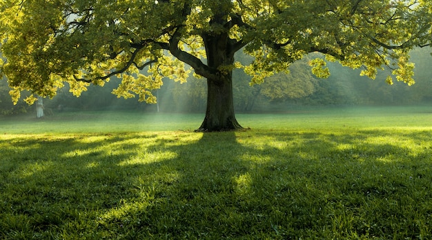 Beautiful tree in the middle of a field covered with grass with the tree line in the background Free Photo