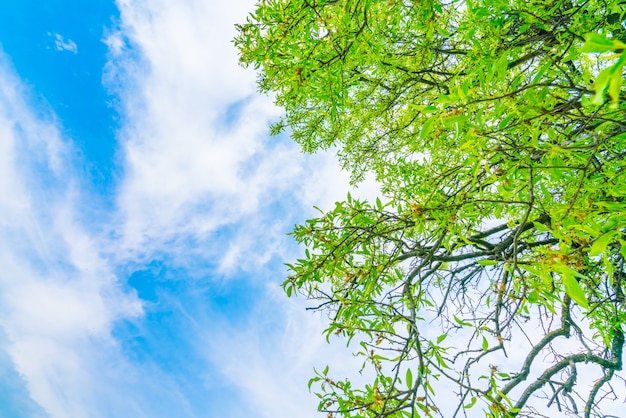 Beautiful trees branch on blue sky . | Free Photo