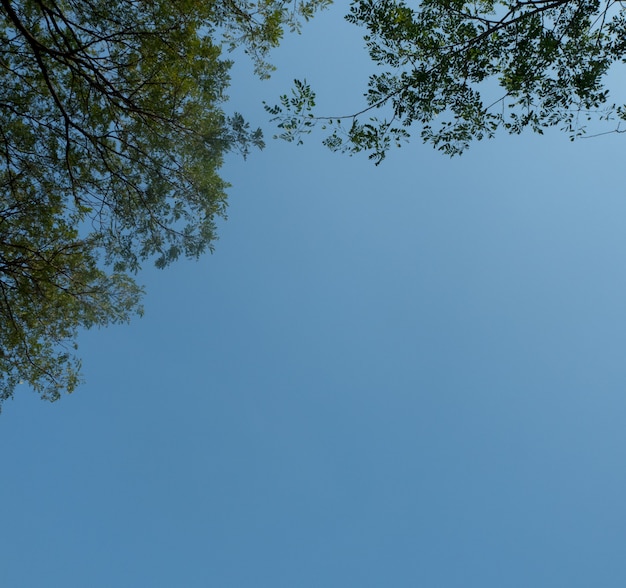 Premium Photo | Beautiful trees on sky background, branch tree,sky