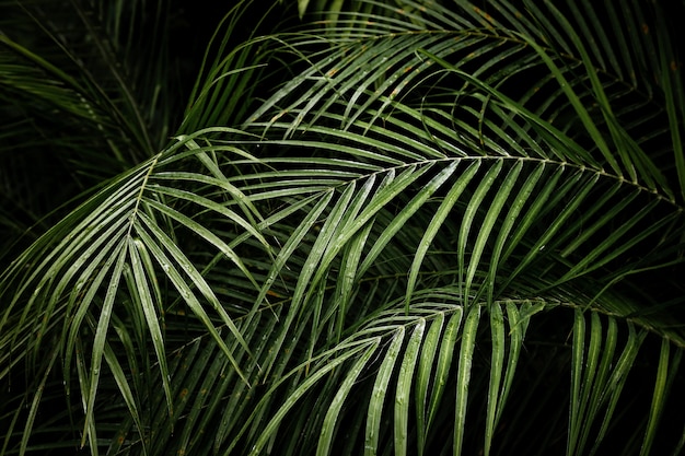 Free Photo | Beautiful tropical areca palm leaves