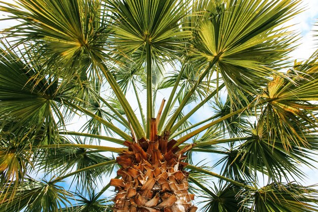 青い空に美しい熱帯のココナッツ椰子の木 無料の写真