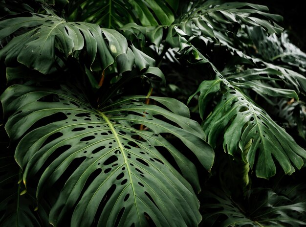 Free Photo | Beautiful tropical philodendron leaves