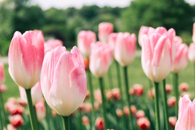  Beautiful  tulip  flowers  growing in field Photo Free Download