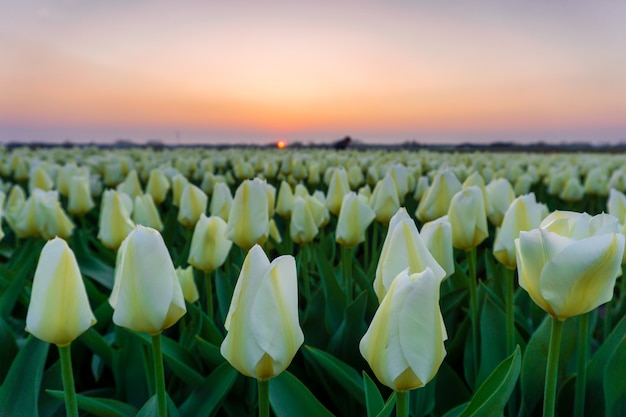 Premium Photo | Beautiful tulips fields in the netherlands in spring ...