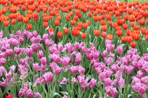 Premium Photo | Beautiful tulips in the shady garden