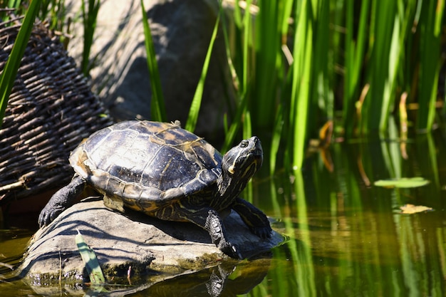 A beautiful turtle on a stone wild in nature by the pond. (trachemys scripta elegans) Free Photo