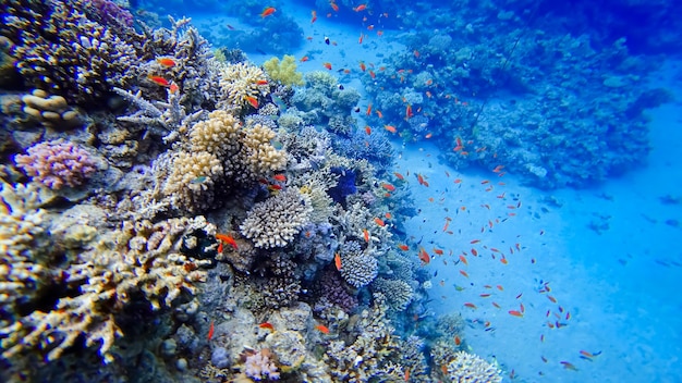 Premium Photo | A beautiful view of the coral of the underwater red sea ...