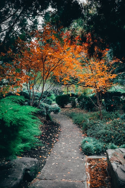 Beautiful view of mesmerizing nature at traditional styled japanese adelaide himeji gardens Free Photo