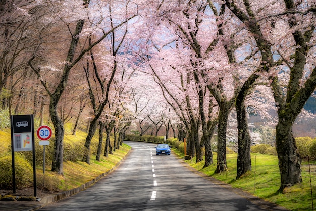 日本の静岡県の県道の両側に沿って4月の春の桜のトンネルの美しい景色 プレミアム写真